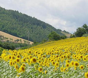 Strumenti per il campo